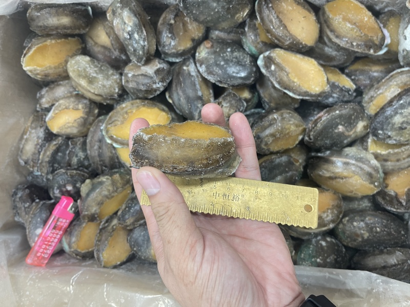 鲍鱼肉大规格15#【鲍鱼工厂】直供酒店餐饮佛跳墙食材