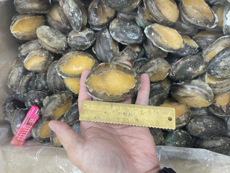 鲍鱼肉大规格15#【鲍鱼工厂】直供酒店餐饮佛跳墙食材