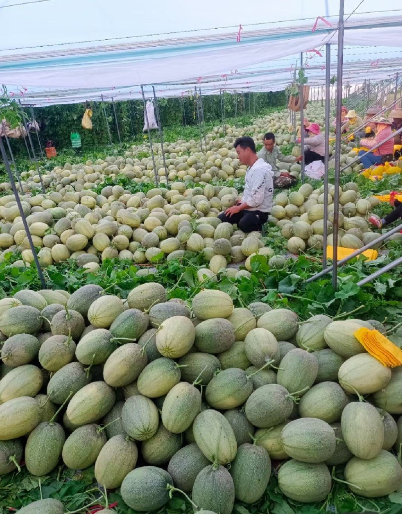 哈密瓜晓密25号皮薄肉厚糖度高口感脆量欢迎采购