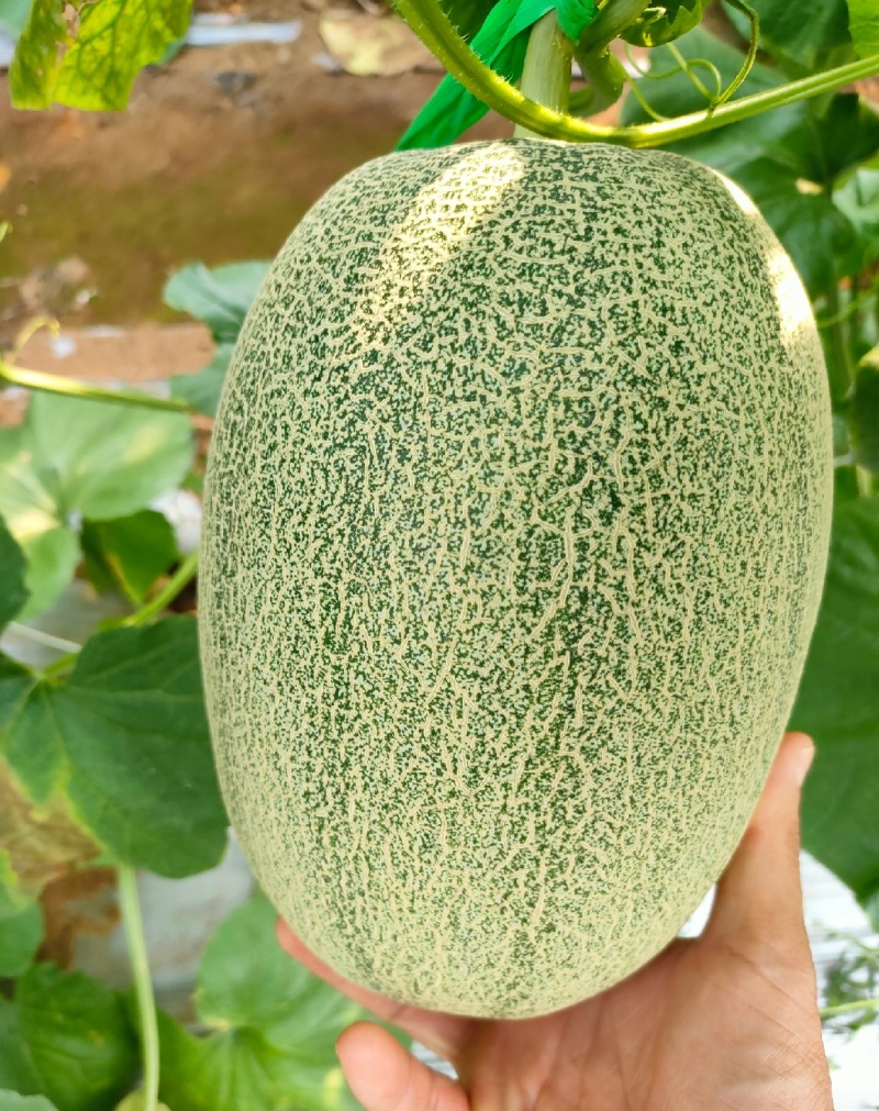 哈密瓜晓密25号皮薄肉厚糖度高口感脆量欢迎采购