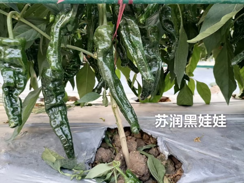 黑绿色皱皮椒种子苏润黑娃娃大黑皱皱椒种子特辣皱皮辣种子