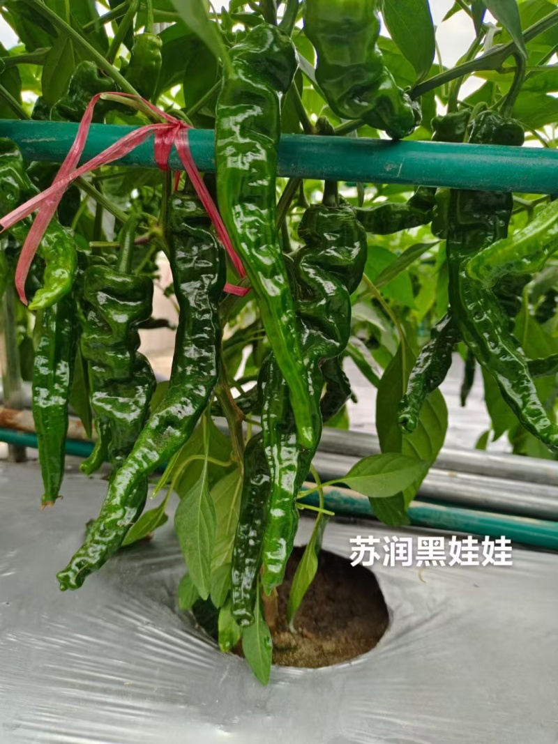 黑绿色皱皮椒种子苏润黑娃娃大黑皱皱椒种子特辣皱皮辣种子