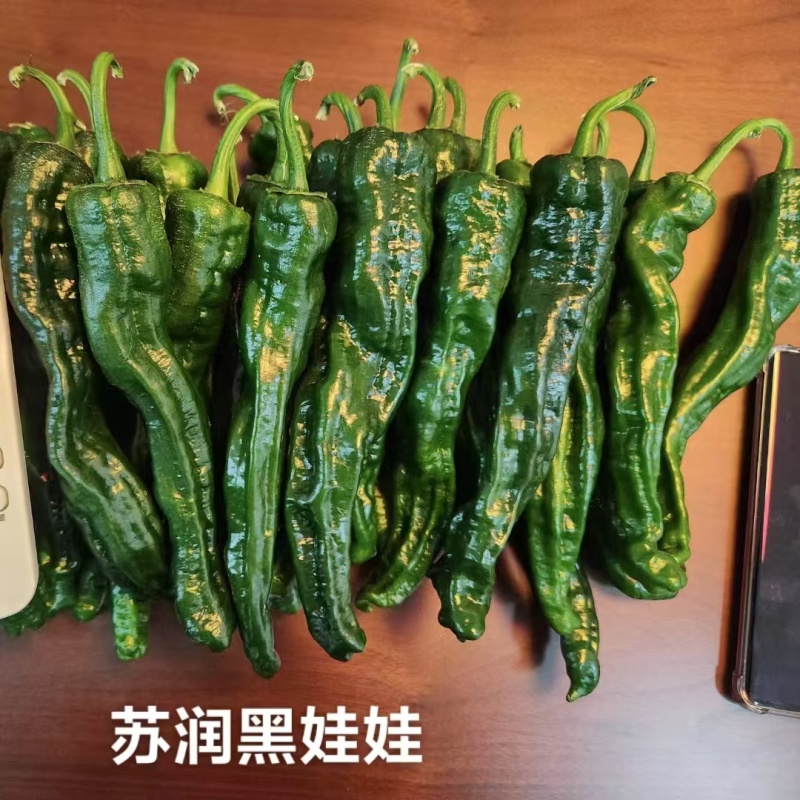 黑绿色皱皮椒种子苏润黑娃娃大黑皱皱椒种子特辣皱皮辣种子