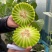 玉菇甜瓜精品白玉菇甜瓜奶香密可对接各大电商平台