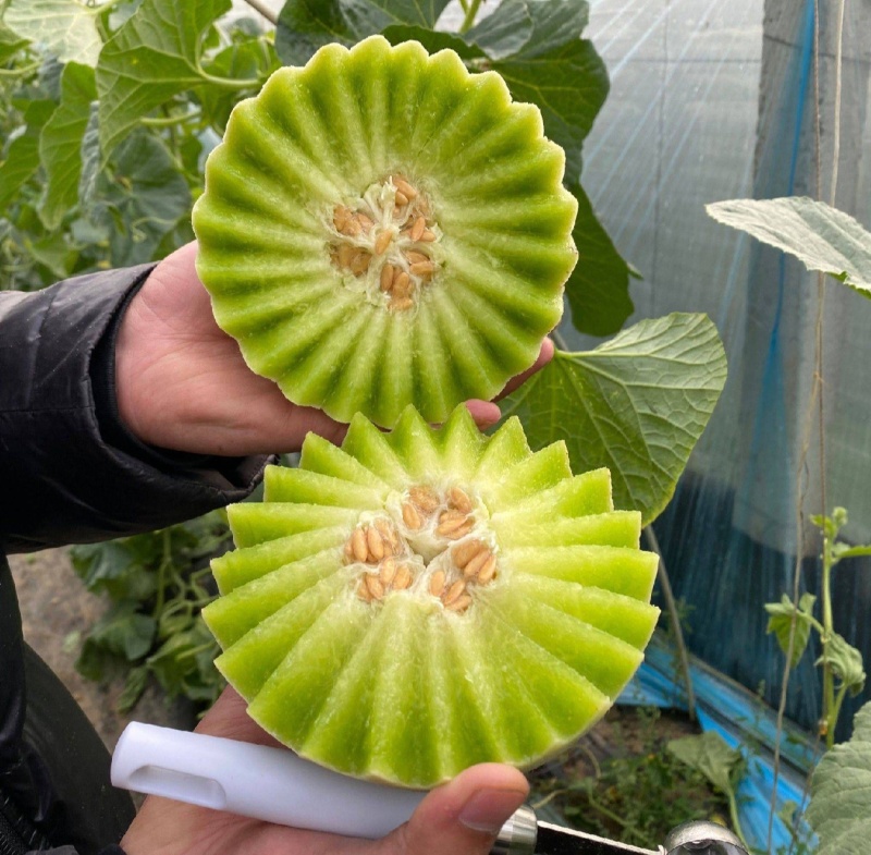玉菇甜瓜精品白玉菇甜瓜奶香密可对接各大电商平台