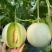 玉菇甜瓜精品白玉菇甜瓜奶香密可对接各大电商平台