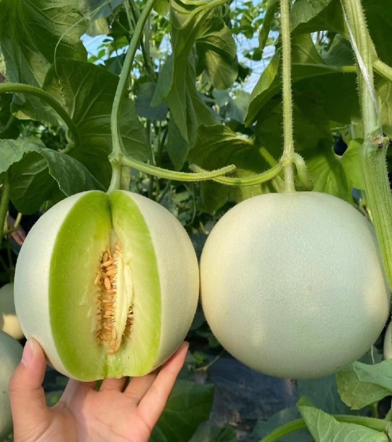 玉菇甜瓜精品白玉菇甜瓜奶香密可对接各大电商平台