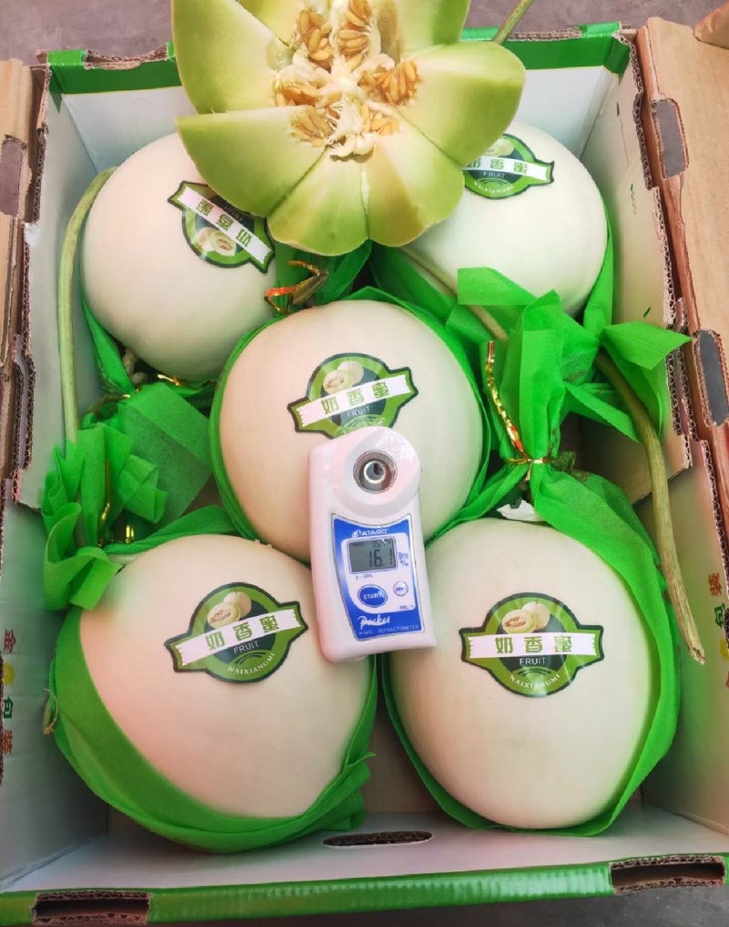 玉菇甜瓜精品白玉菇甜瓜奶香密可对接各大电商平台