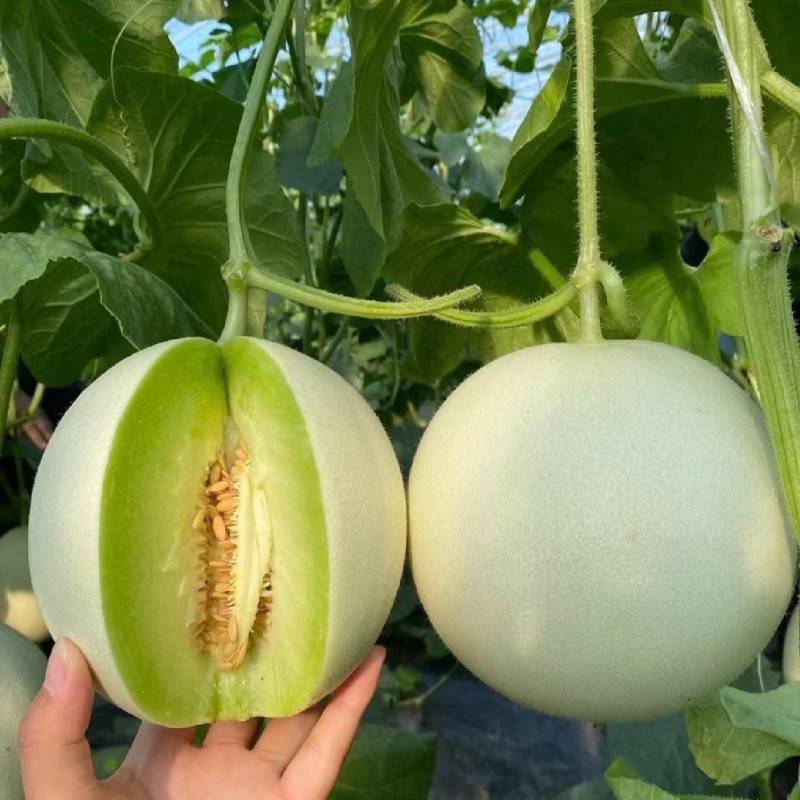 玉菇甜瓜精品白玉菇甜瓜奶香密可对接各大电商平台