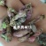 款冬花新货精选大花头颜色好1000g起批关书药业
