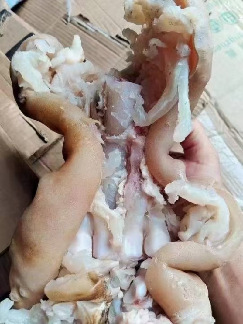 牛蹄，熟牛蹄厂家直发货源充足稳定，欢迎选购