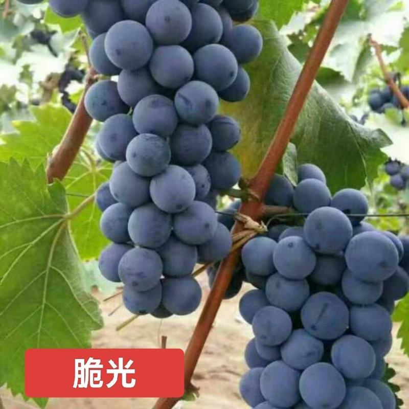 脆光葡萄苗葡萄不裂果基地直发