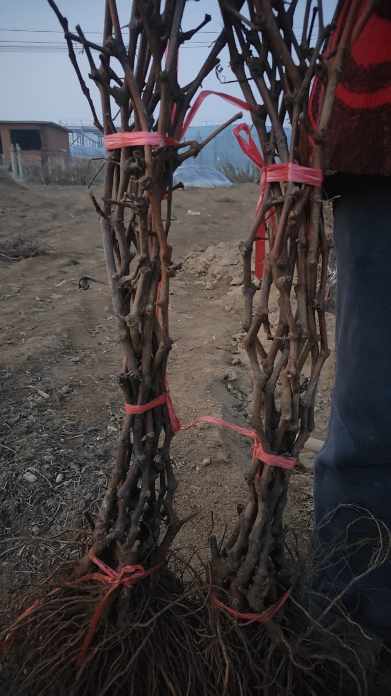 脆光葡萄苗葡萄不裂果基地直发