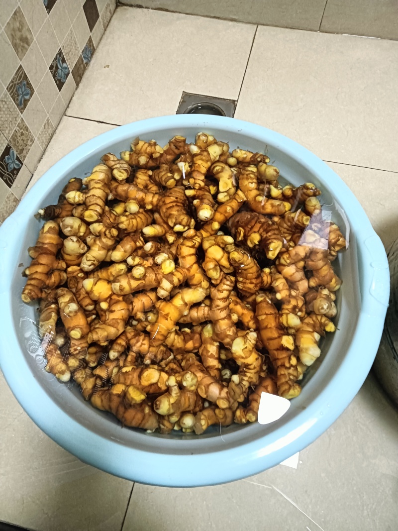 新鲜姜黄，药姜，小黄姜批零销售
