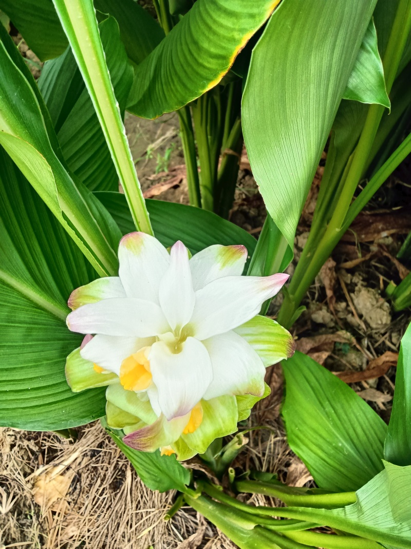新鲜姜黄，药姜，小黄姜批零销售