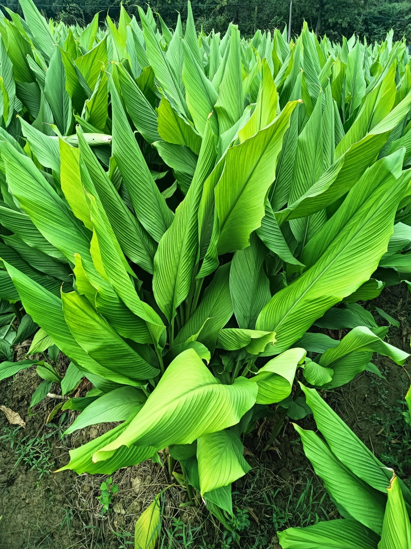 新鲜姜黄，药姜，小黄姜批零销售