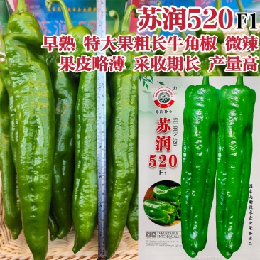 苏润520早熟高产特大果牛角椒种子辣椒种子大青椒种籽微辣