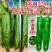 苏润520早熟高产特大果牛角椒种子辣椒种子大青椒种籽微辣
