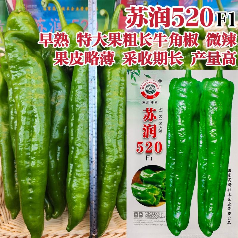苏润520早熟高产特大果牛角椒种子辣椒种子大青椒种籽微辣