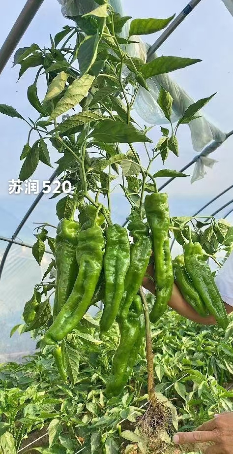 苏润520早熟高产特大果牛角椒种子辣椒种子大青椒种籽微辣