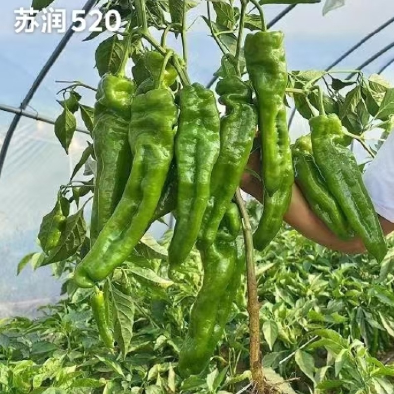 苏润520早熟高产特大果牛角椒种子辣椒种子大青椒种籽微辣