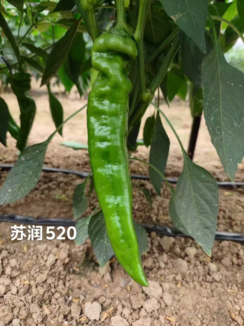 苏润520早熟高产特大果牛角椒种子辣椒种子大青椒种籽微辣