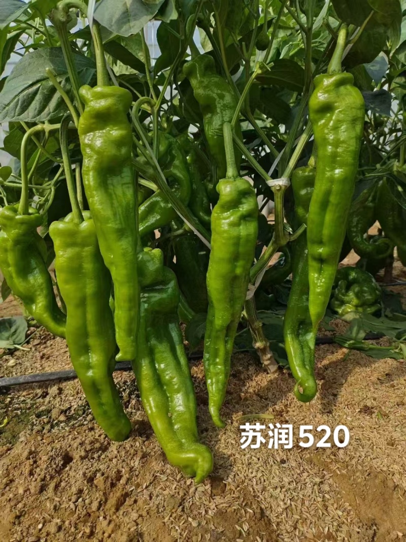 苏润520早熟高产特大果牛角椒种子辣椒种子大青椒种籽微辣