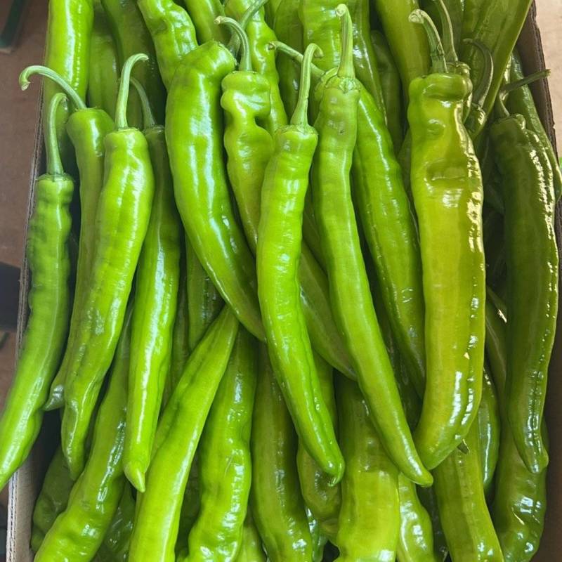 广东湛江新苗精品黄皮辣椒上市超市市场电商大量供应