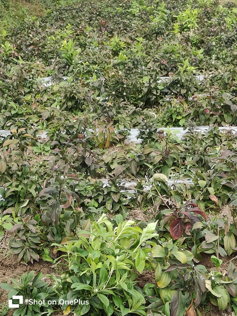 出售白术苗
