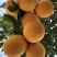 赣南脐橙精品一件代发福建脐橙纽荷尔社区团购