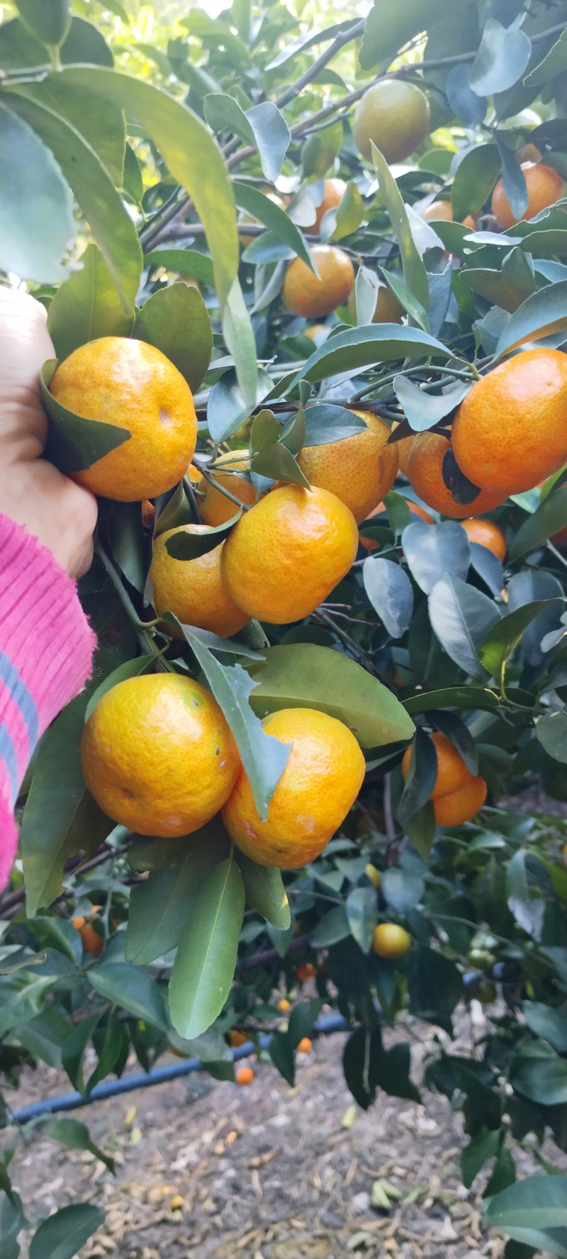 广西砂糖橘