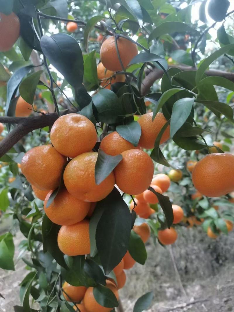 精品广西砂糖橘大量供应，货源充足，量大存有新鲜采摘。