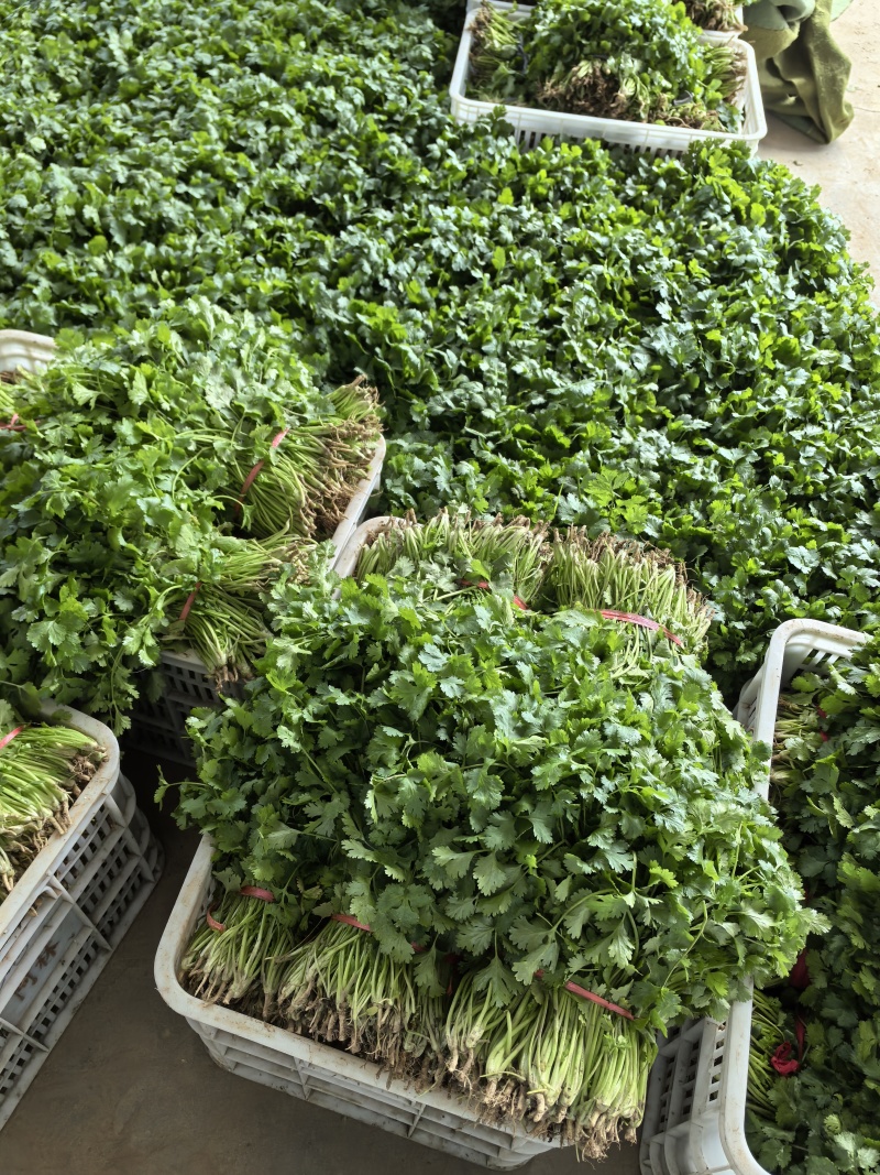 精品香菜大叶香菜现买现摘大量有货欢迎选购