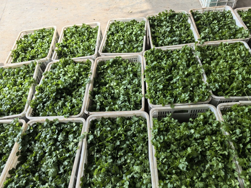 精品香菜大叶香菜现买现摘大量有货欢迎选购