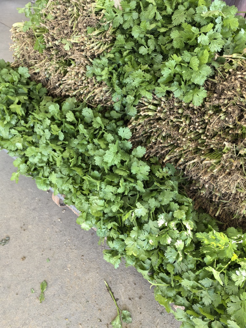 精品香菜大叶香菜现买现摘大量有货欢迎选购