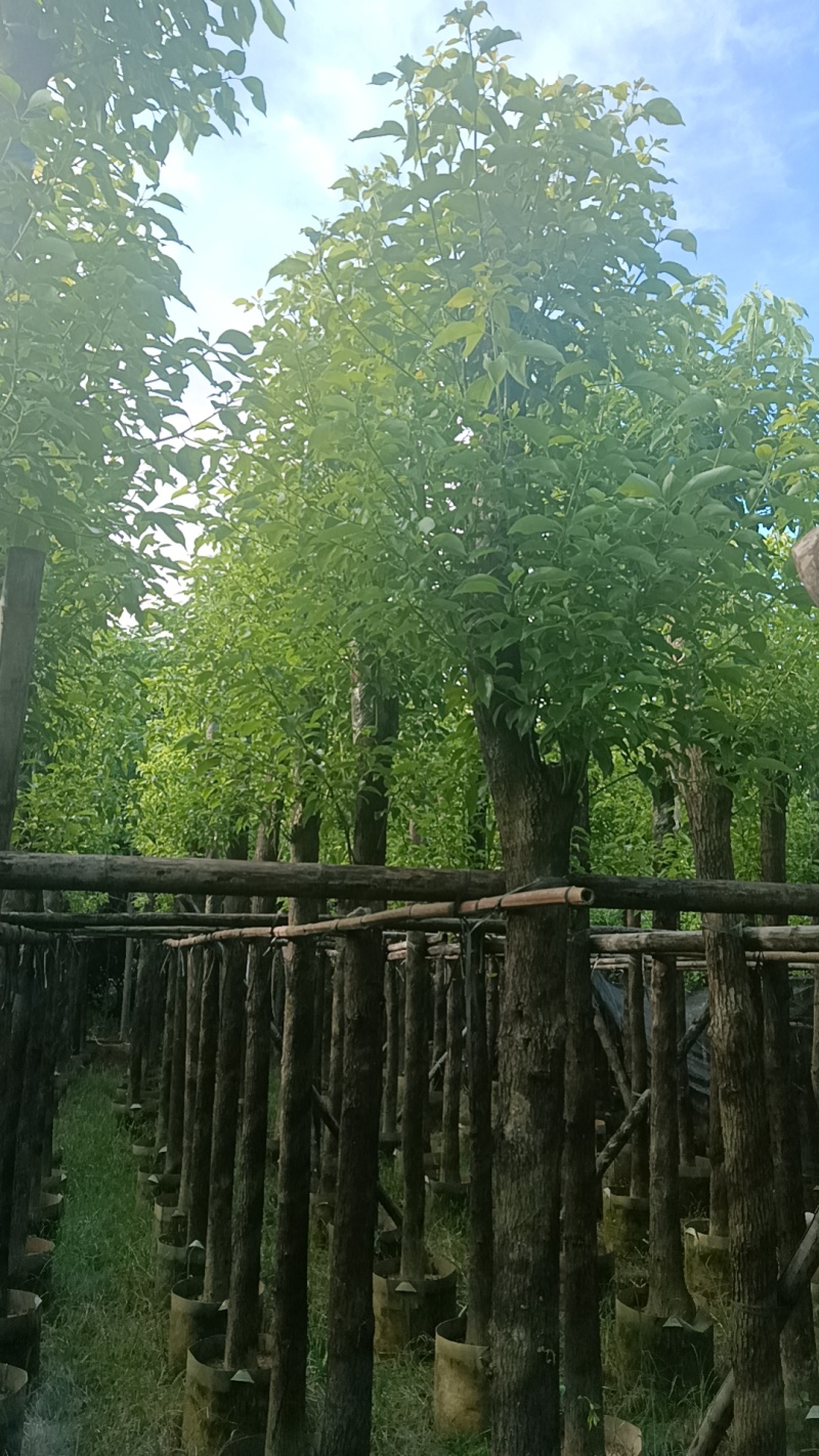 香樟树，市政袋截杆，骨架苗，全冠供应