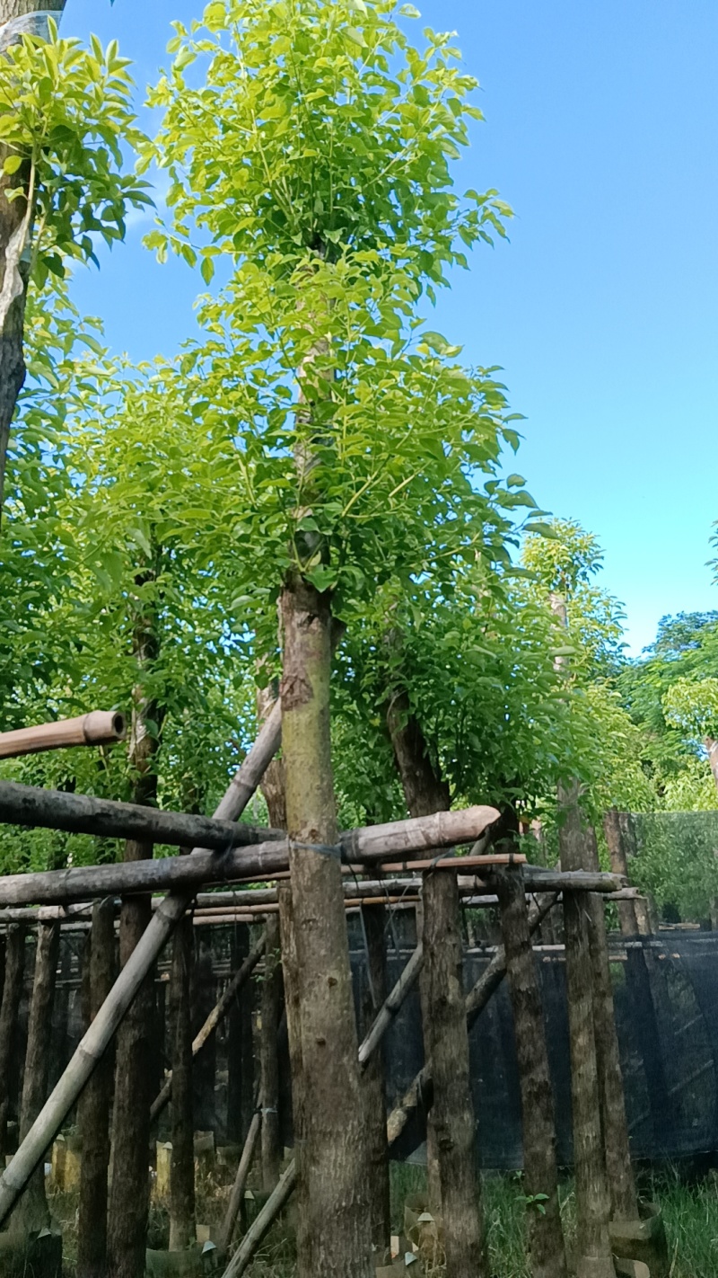 香樟树，市政袋截杆，骨架苗，全冠供应