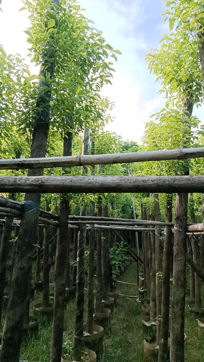 香樟树，市政袋截杆，骨架苗，全冠供应