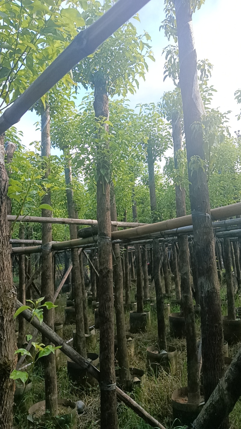 香樟树，市政袋截杆，骨架苗，全冠供应
