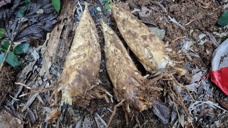 高山深山野生冬笋有需要的联系我