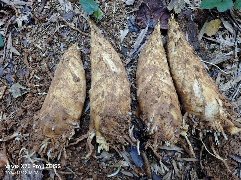 高山深山野生冬笋有需要的联系我