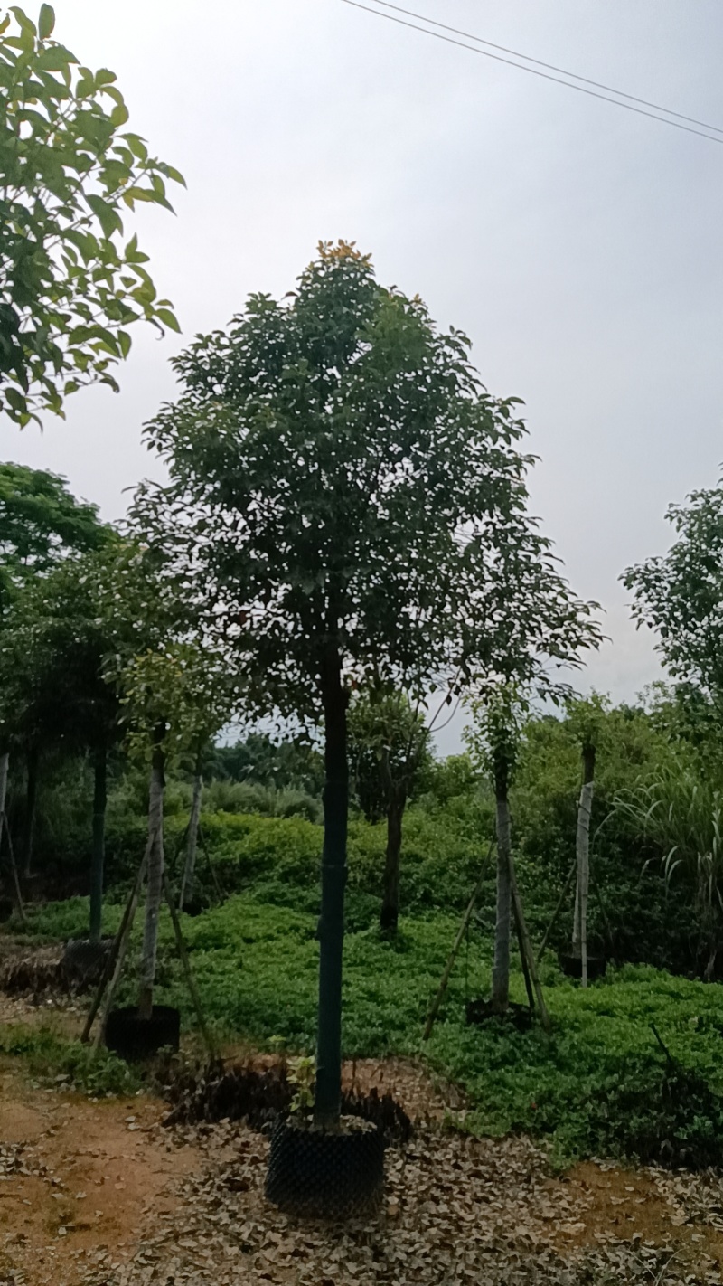 香樟树，市政袋截杆，骨架苗，全冠供应