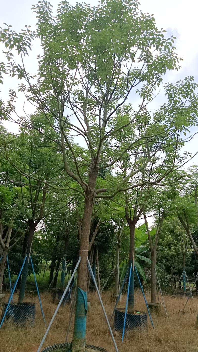 香樟树，市政袋截杆，骨架苗，全冠供应