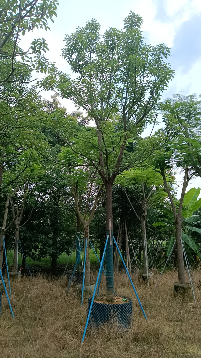 香樟树，市政袋截杆，骨架苗，全冠供应