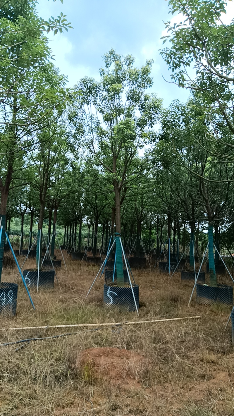 香樟树，市政袋截杆，骨架苗，全冠供应