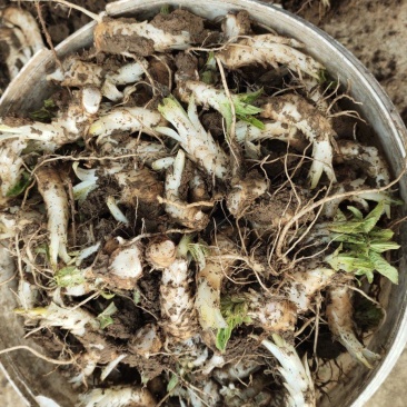 精品玄参芽投资少无风险易管理成活率高