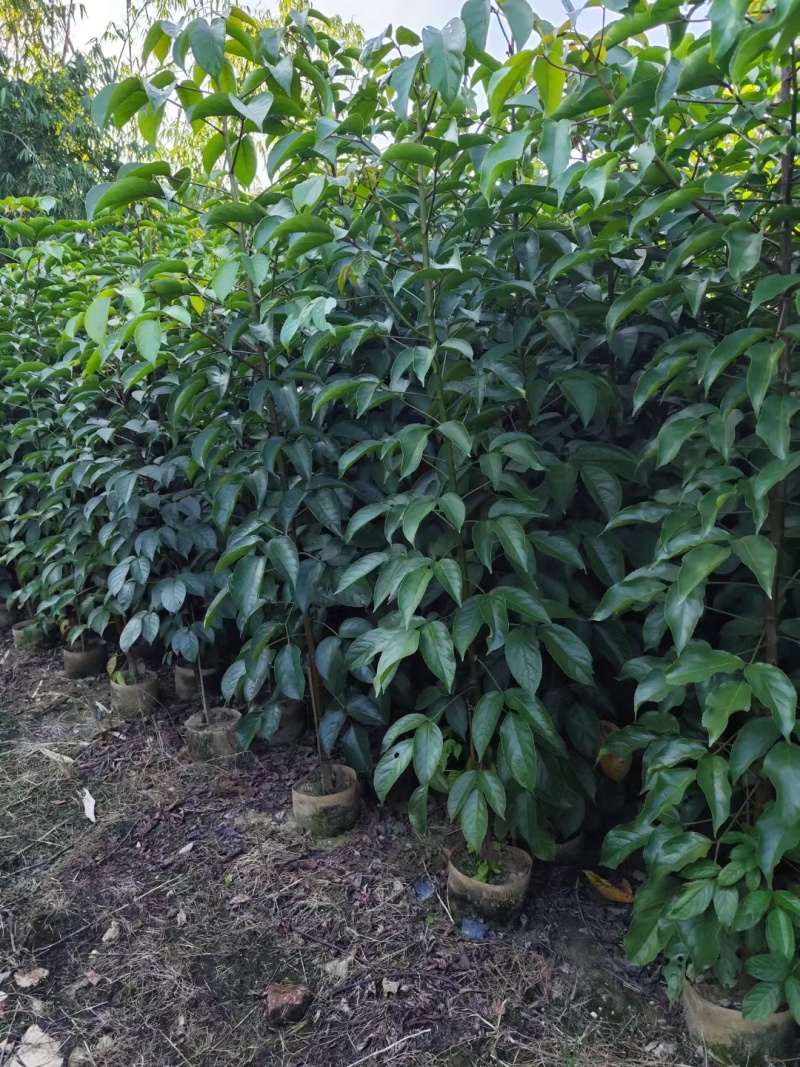 秋枫截杆，骨架苗大量现货供应