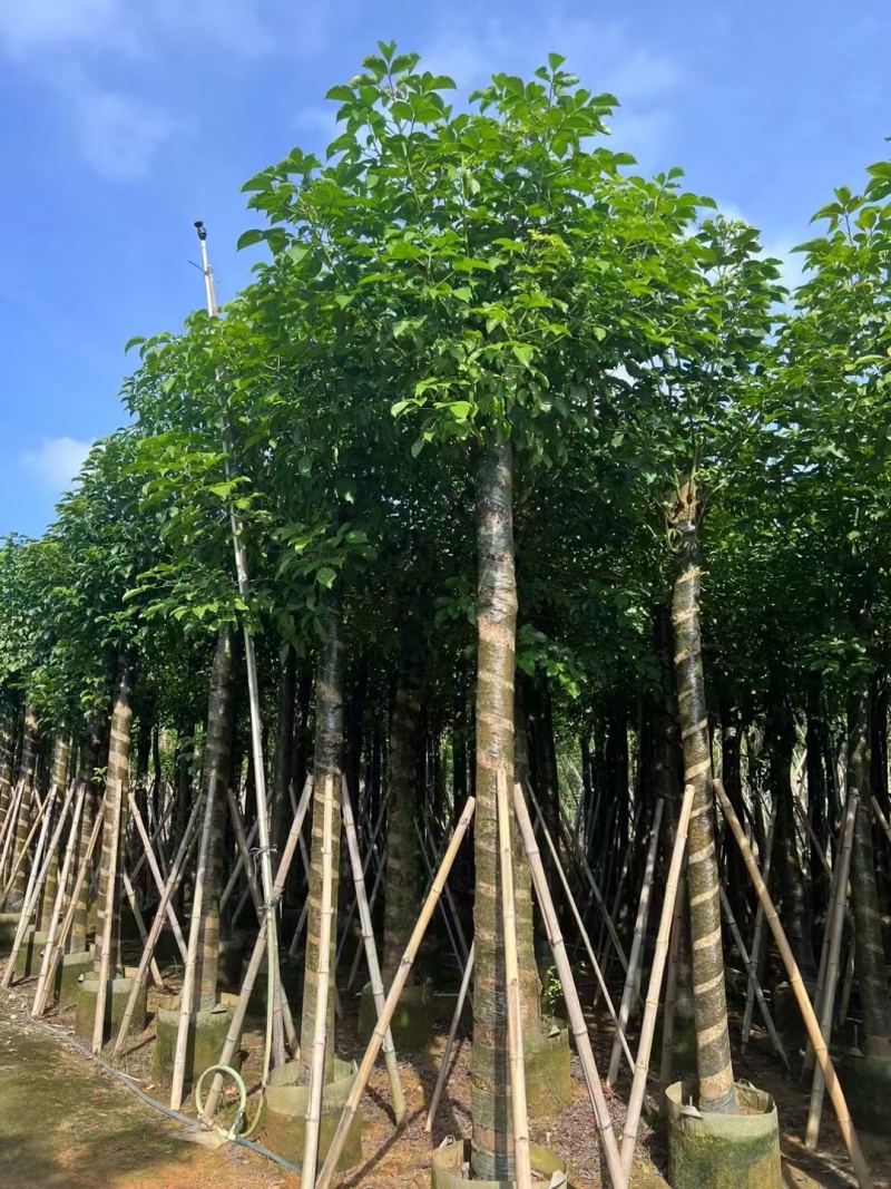 秋枫截杆，骨架苗大量现货供应