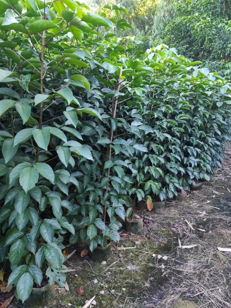 秋枫截杆，骨架苗大量现货供应