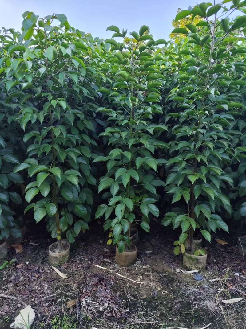 秋枫截杆，骨架苗大量现货供应